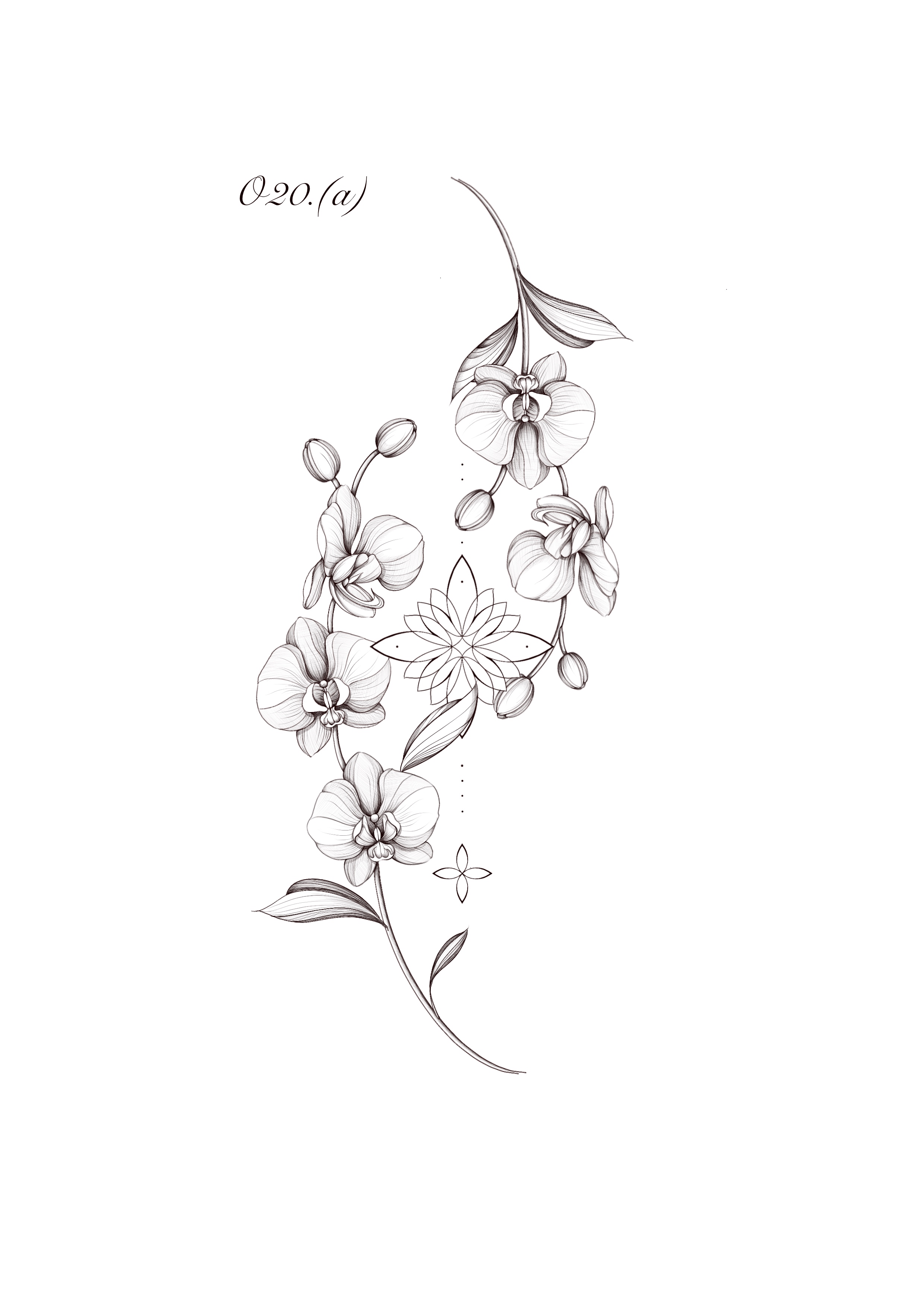o20 orchid with ornamental